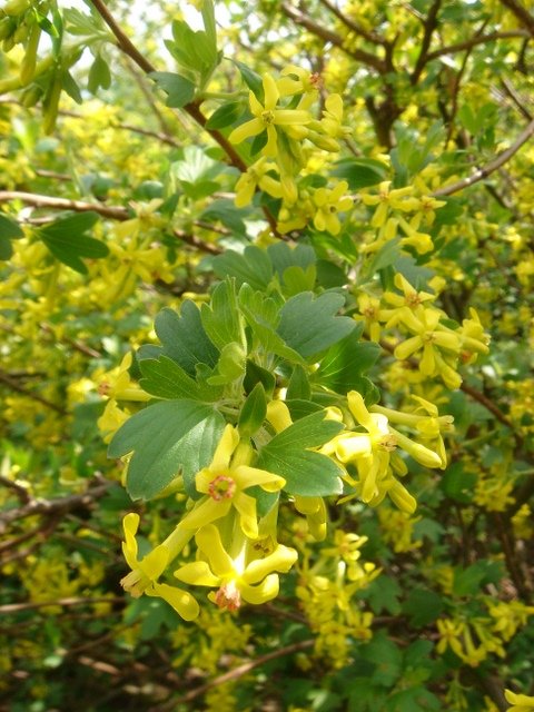 Ribes aureum P9 P20 P26 (2)